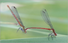 <p>ŠIDÉLKO RUMĚNNÉ (Pyrrhosoma nymphula) ----- /Large red damselfly - Frühe Adonislibelle/</p>
